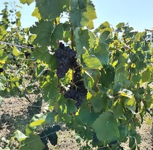 La Porte Du Champagne Apartment *